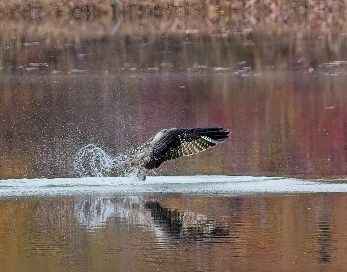 Osprey - ML645033876