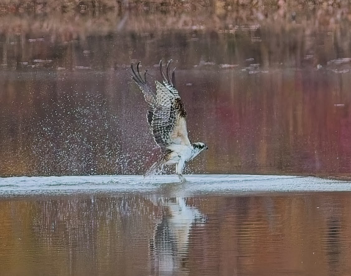 Osprey - ML645033877