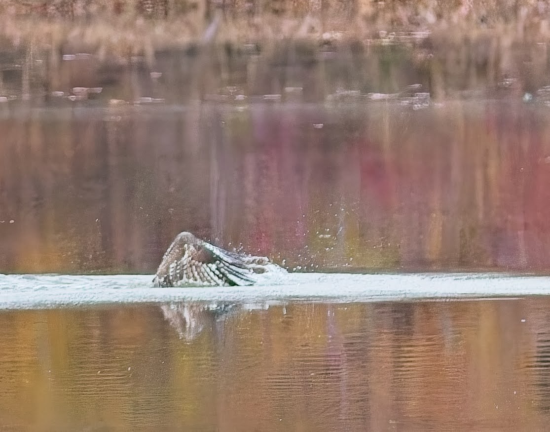 Osprey - ML645033878