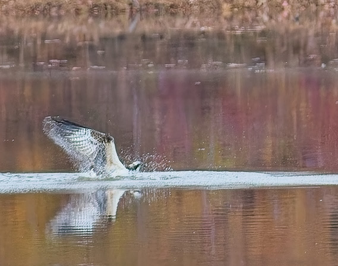 Osprey - ML645033881