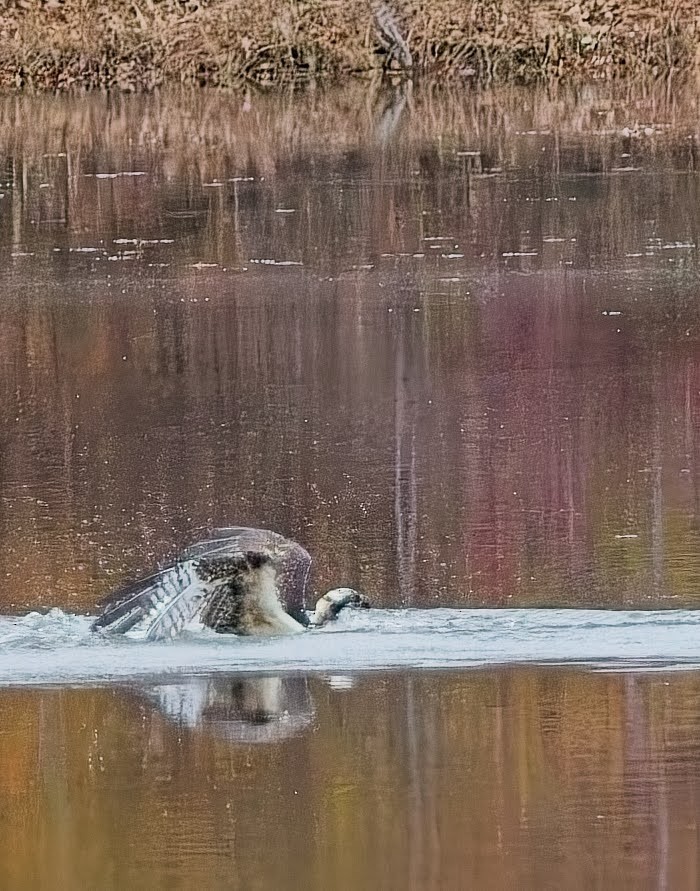 Osprey - ML645033882