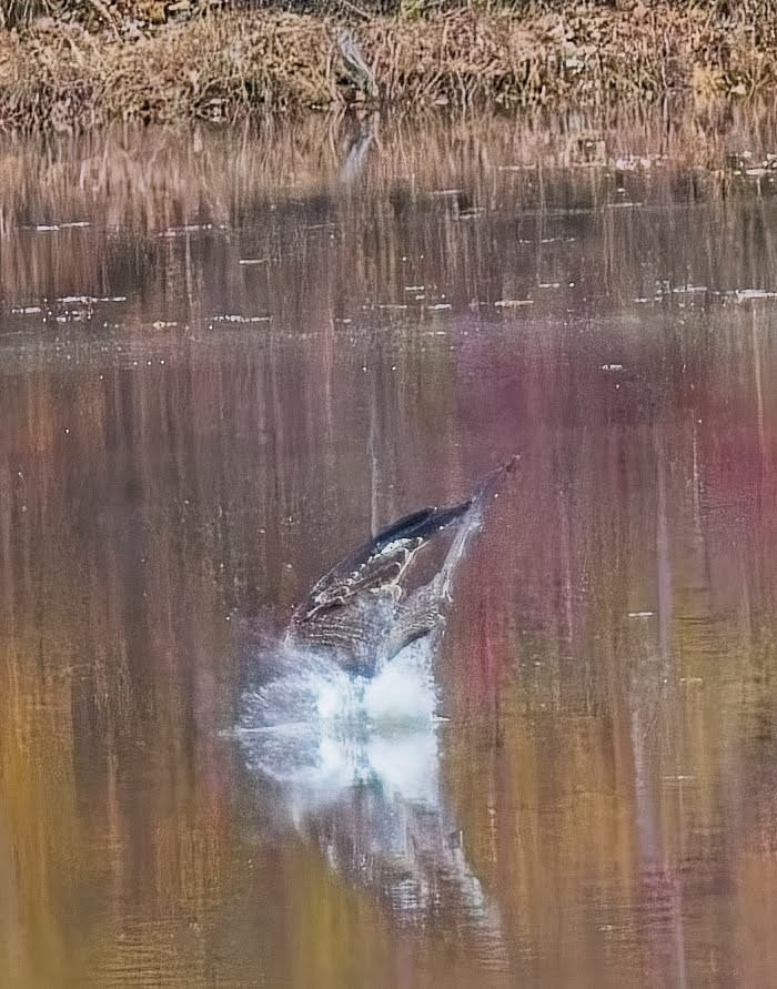 Osprey - ML645033883