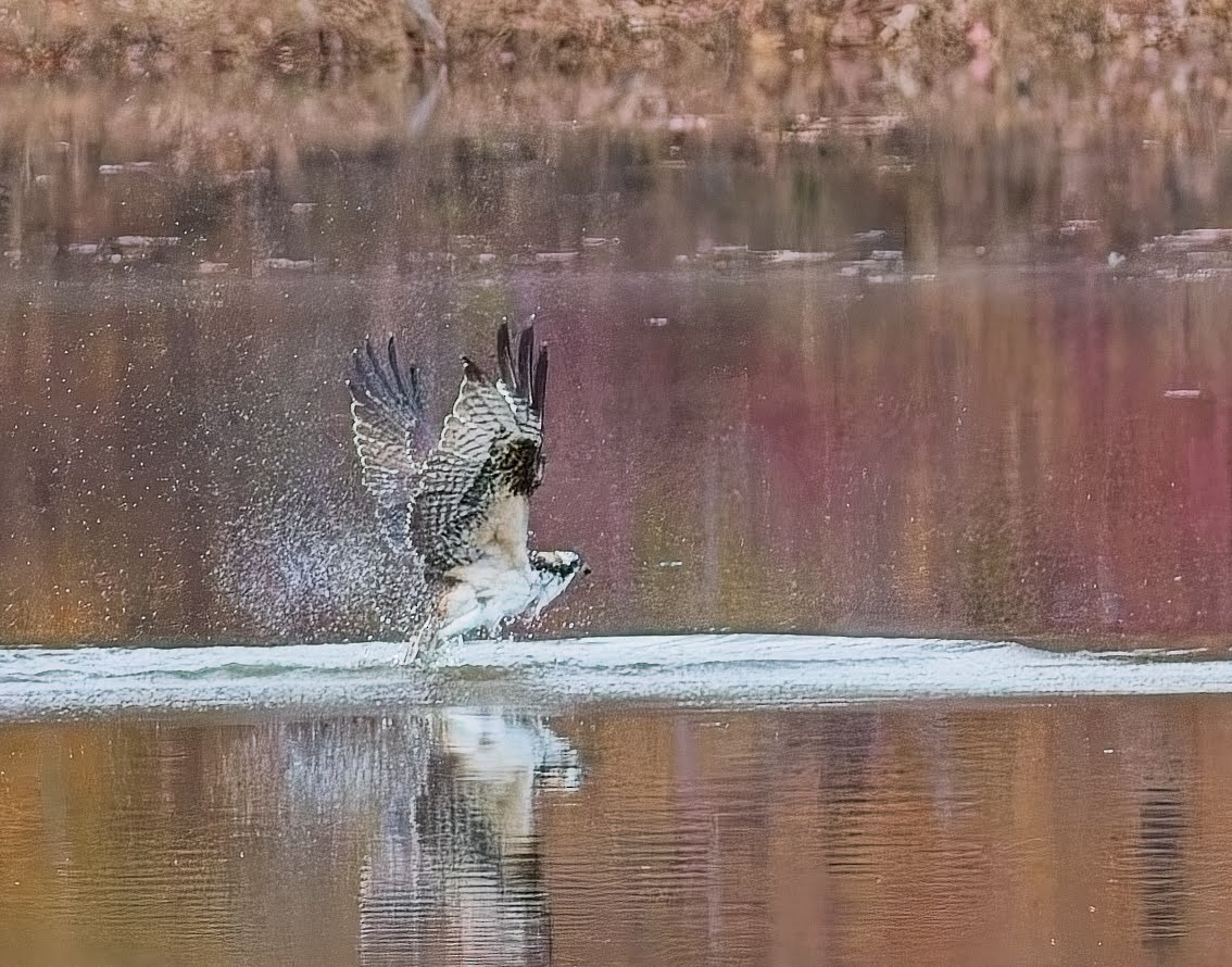 Osprey - ML645033884