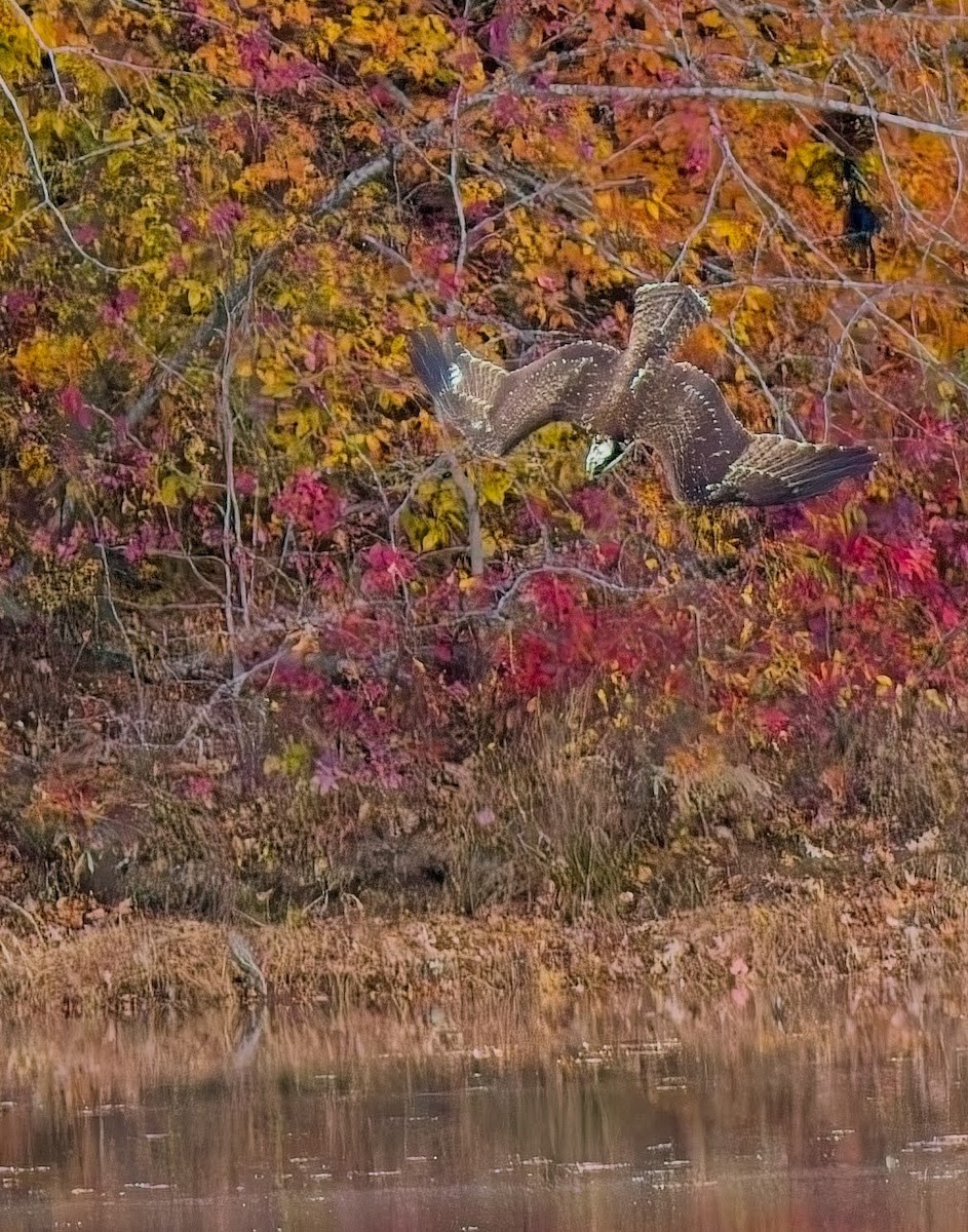 Osprey - ML645033885