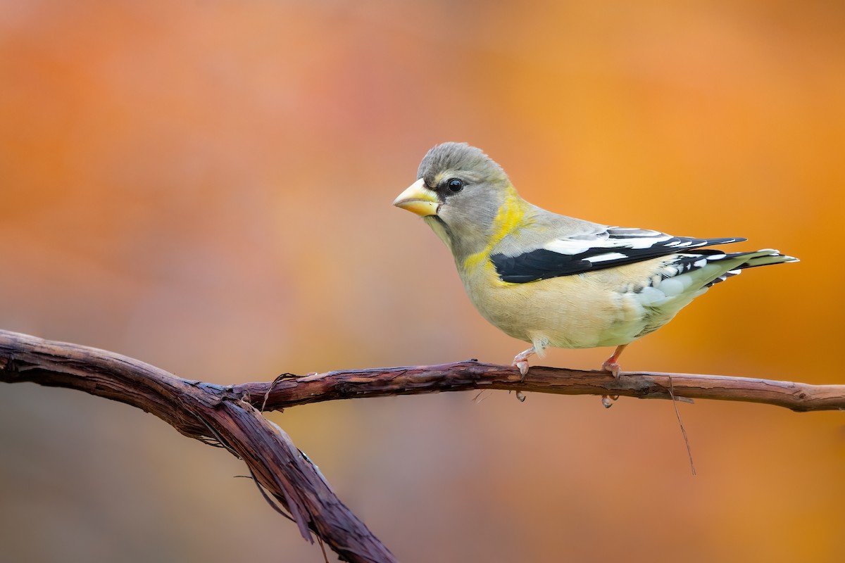 Evening Grosbeak - ML645033886