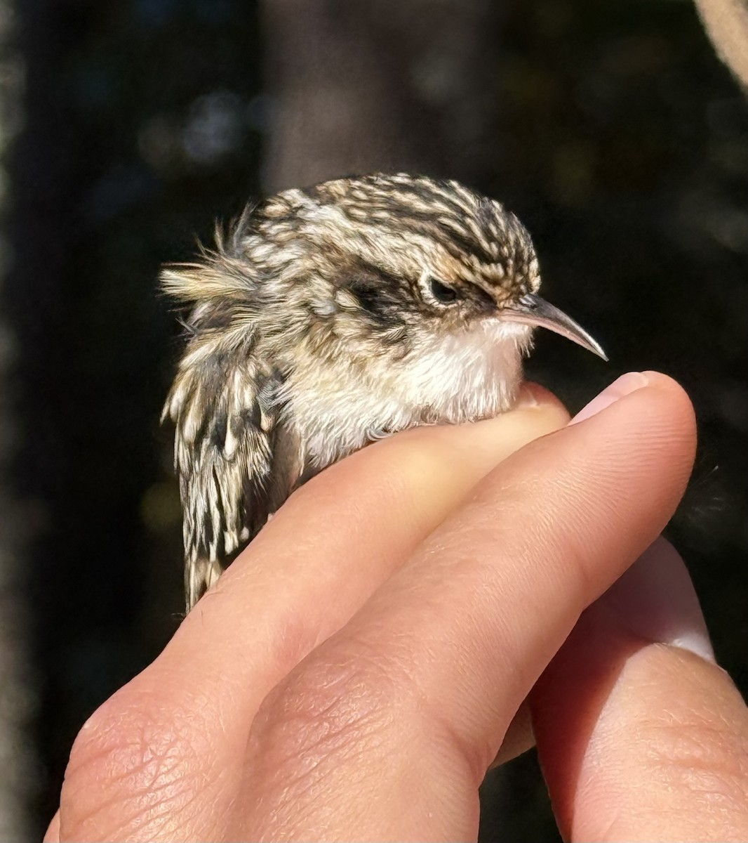 Brown Creeper - ML645033888