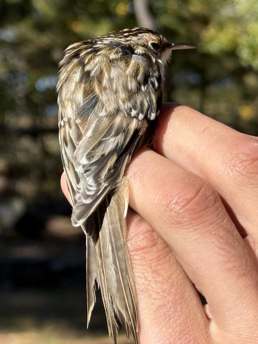 Brown Creeper - ML645033890