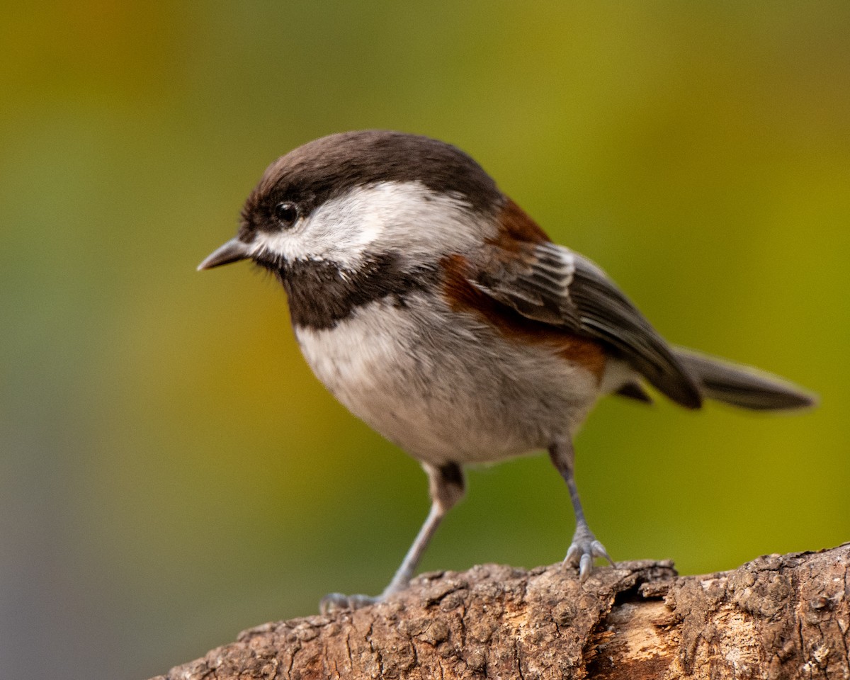 Chestnut-backed Chickadee - ML645033903