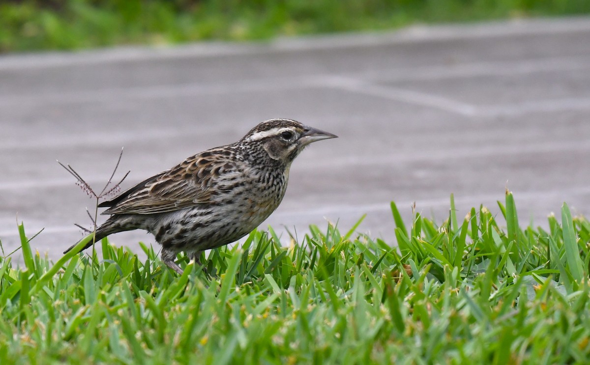 Peruvian Meadowlark - ML645033905
