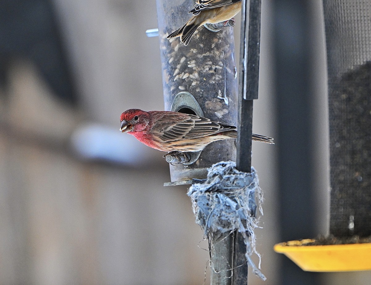 House Finch - ML645033910