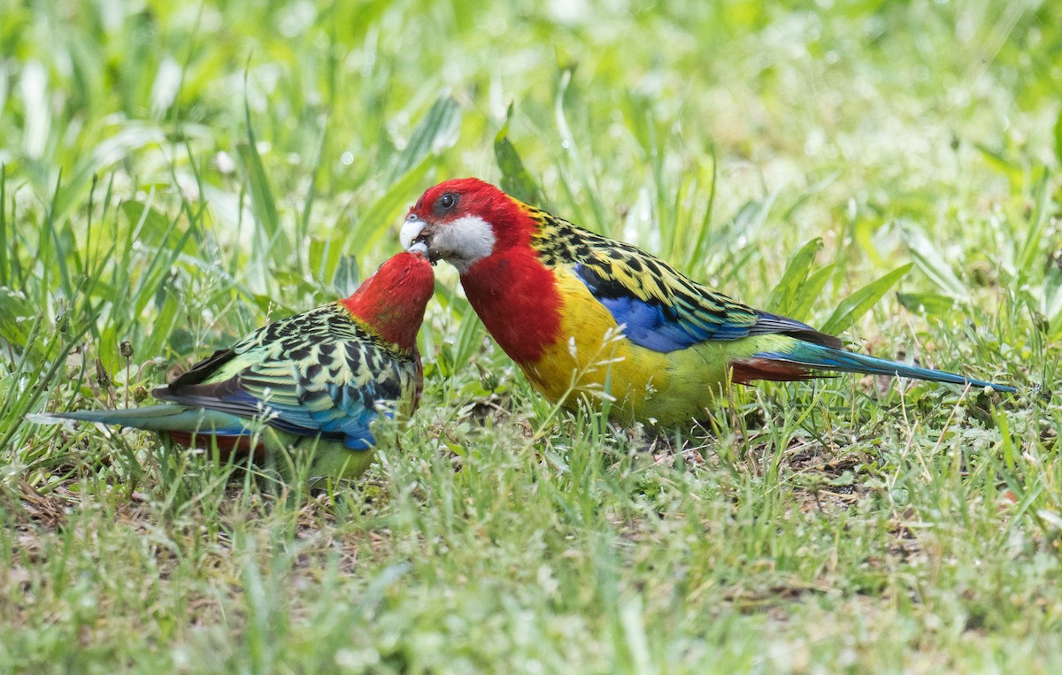 Eastern Rosella - ML645033911