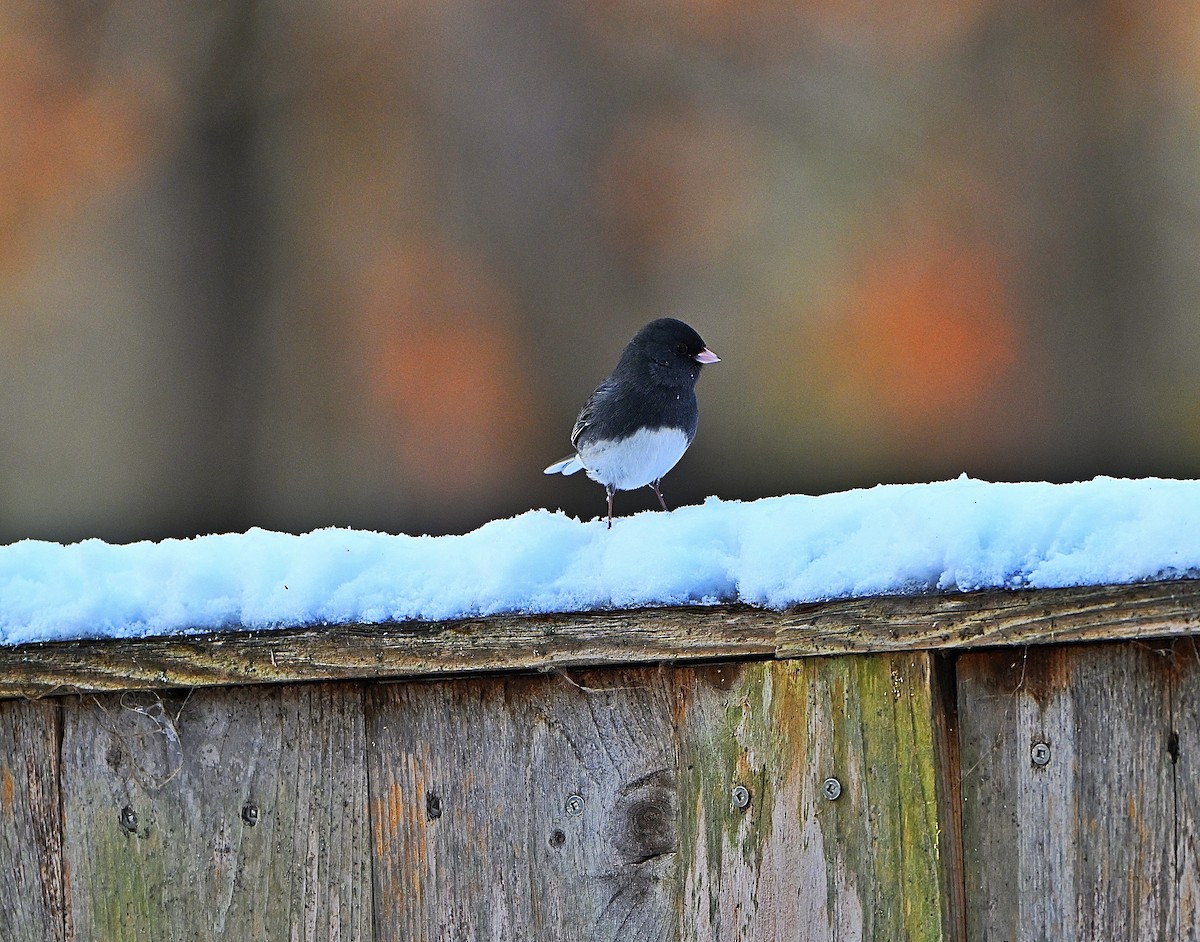 Dark-eyed Junco - ML645033919