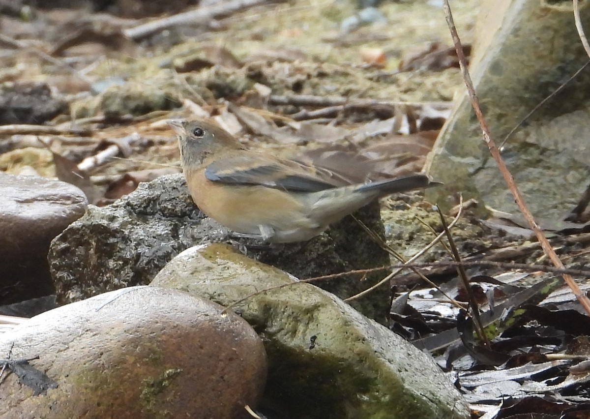 Lazuli Bunting - ML645033931