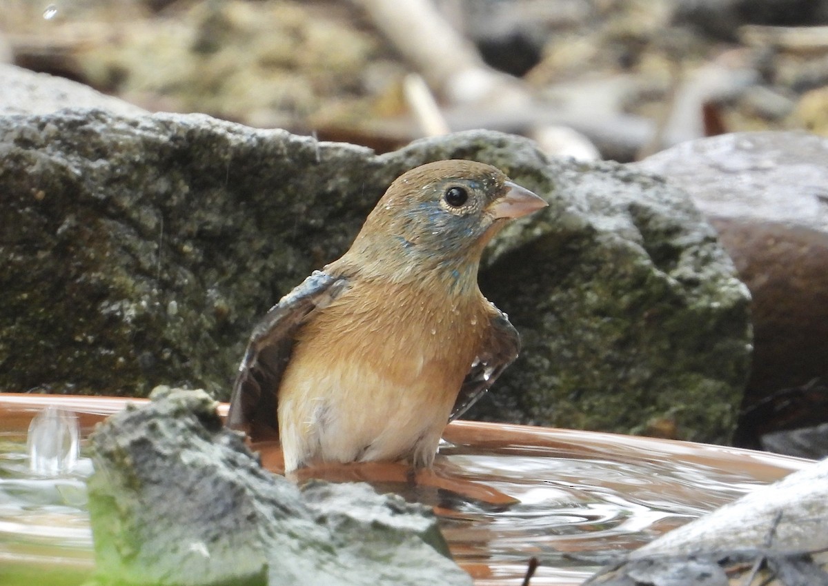 Lazuli Bunting - ML645033932