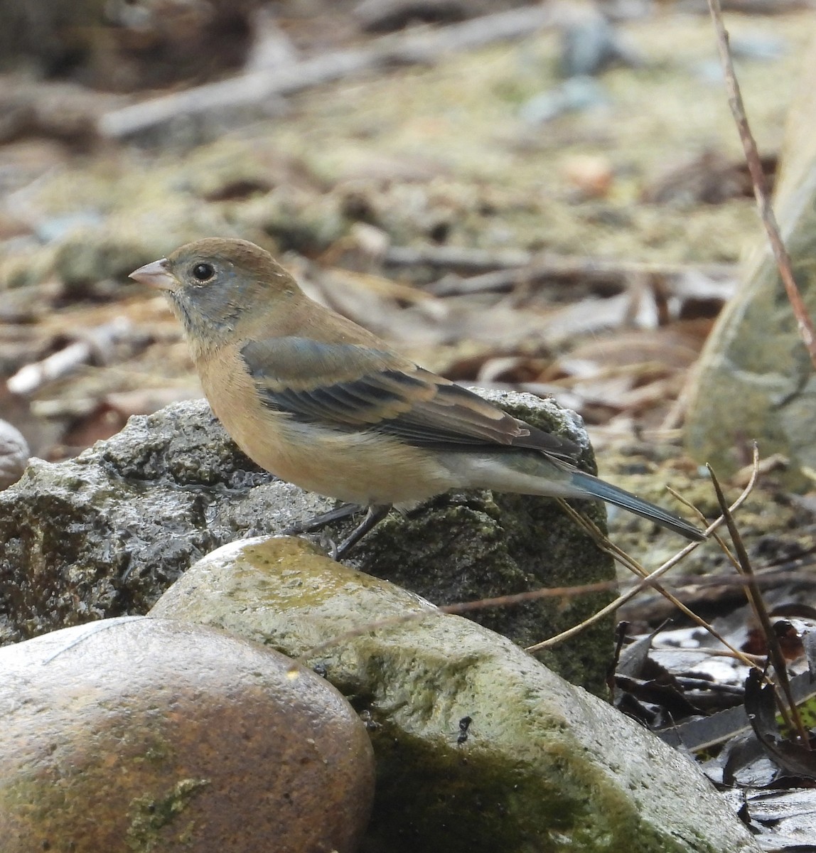 Lazuli Bunting - ML645033933