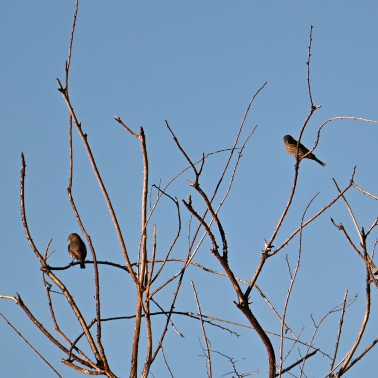 House Finch - ML645033955