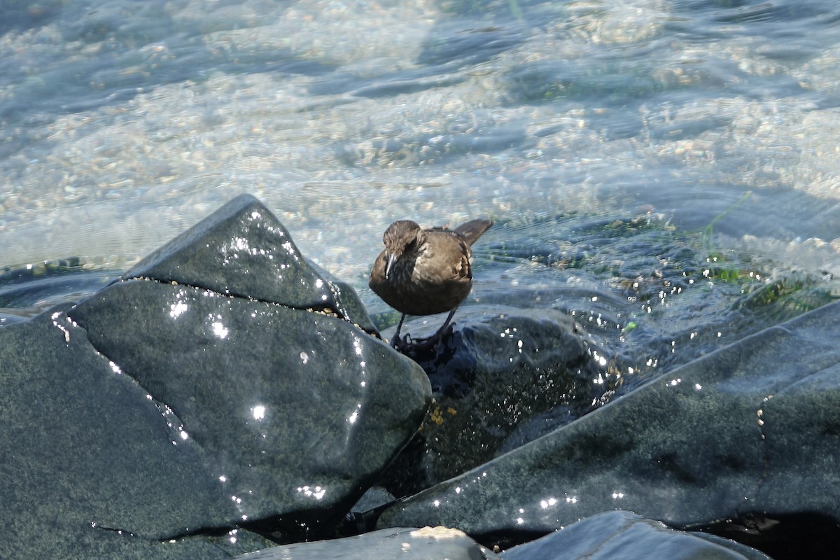 Береговая трясохвостка - ML645033962