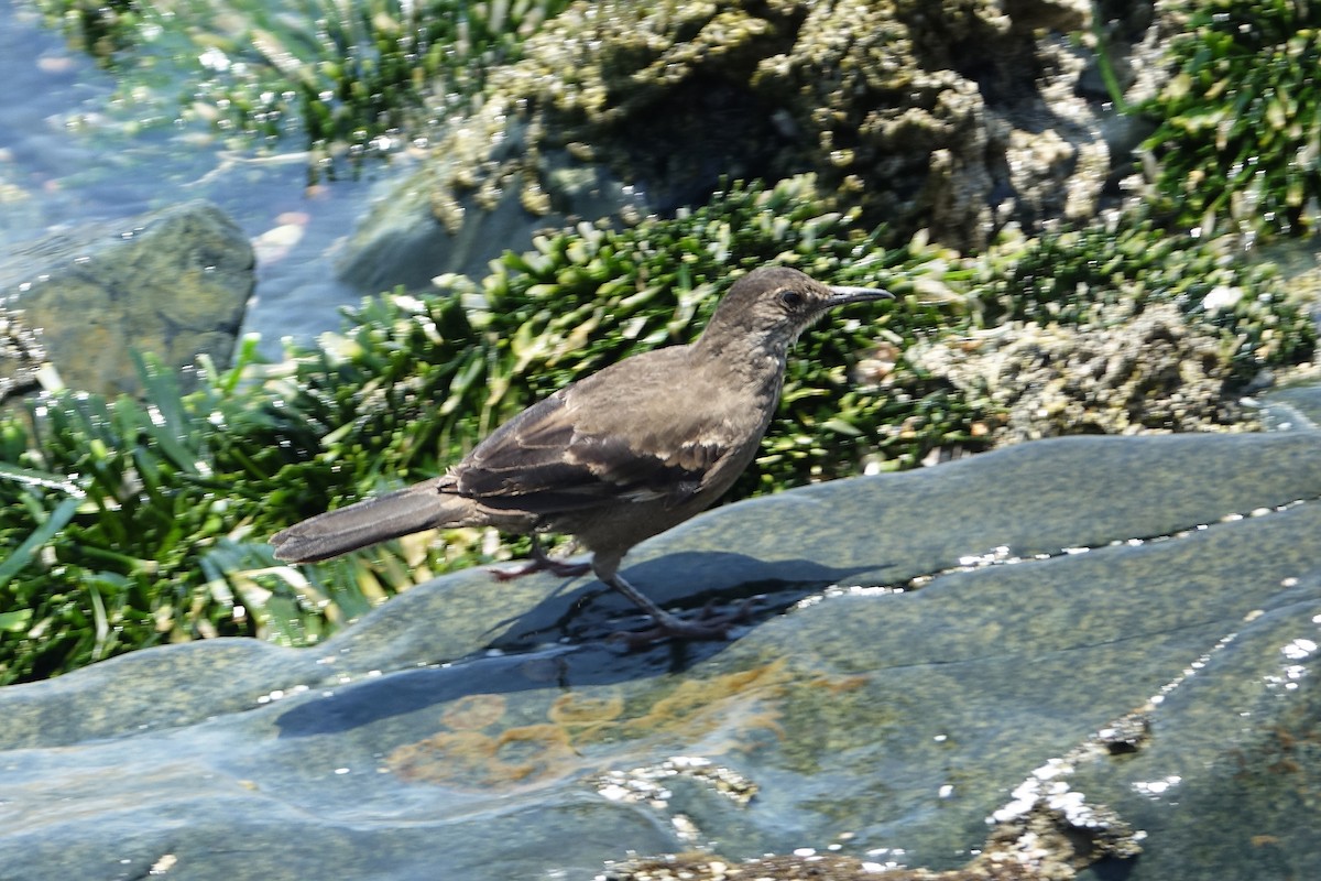 Береговая трясохвостка - ML645033965