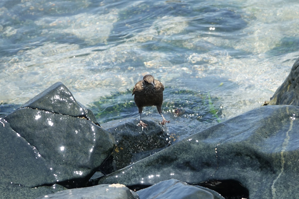 Береговая трясохвостка - ML645033966