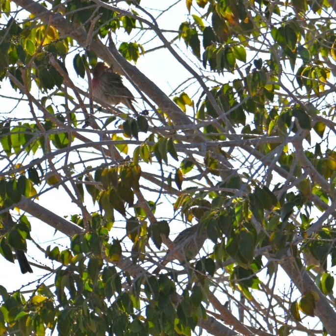 House Finch - ML645033969