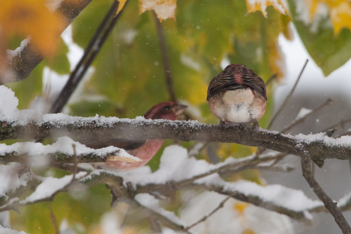 Purple Finch - ML645033972