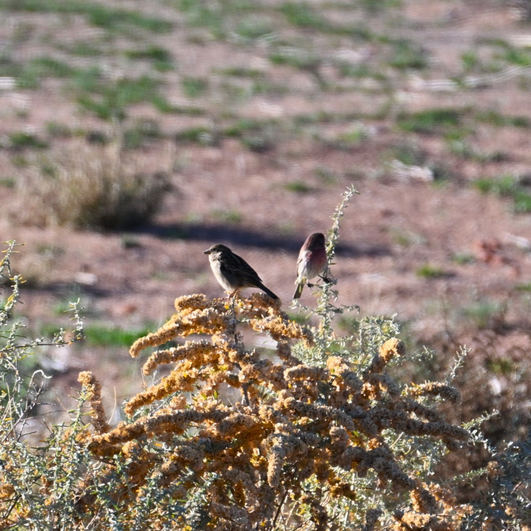 House Finch - ML645033973