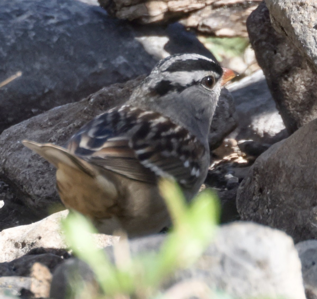 White-crowned Sparrow - ML645033974