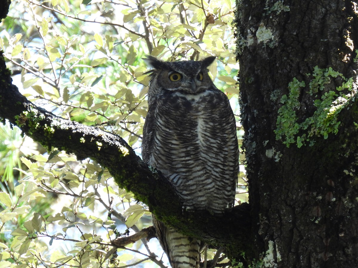 Great Horned Owl - ML645033981