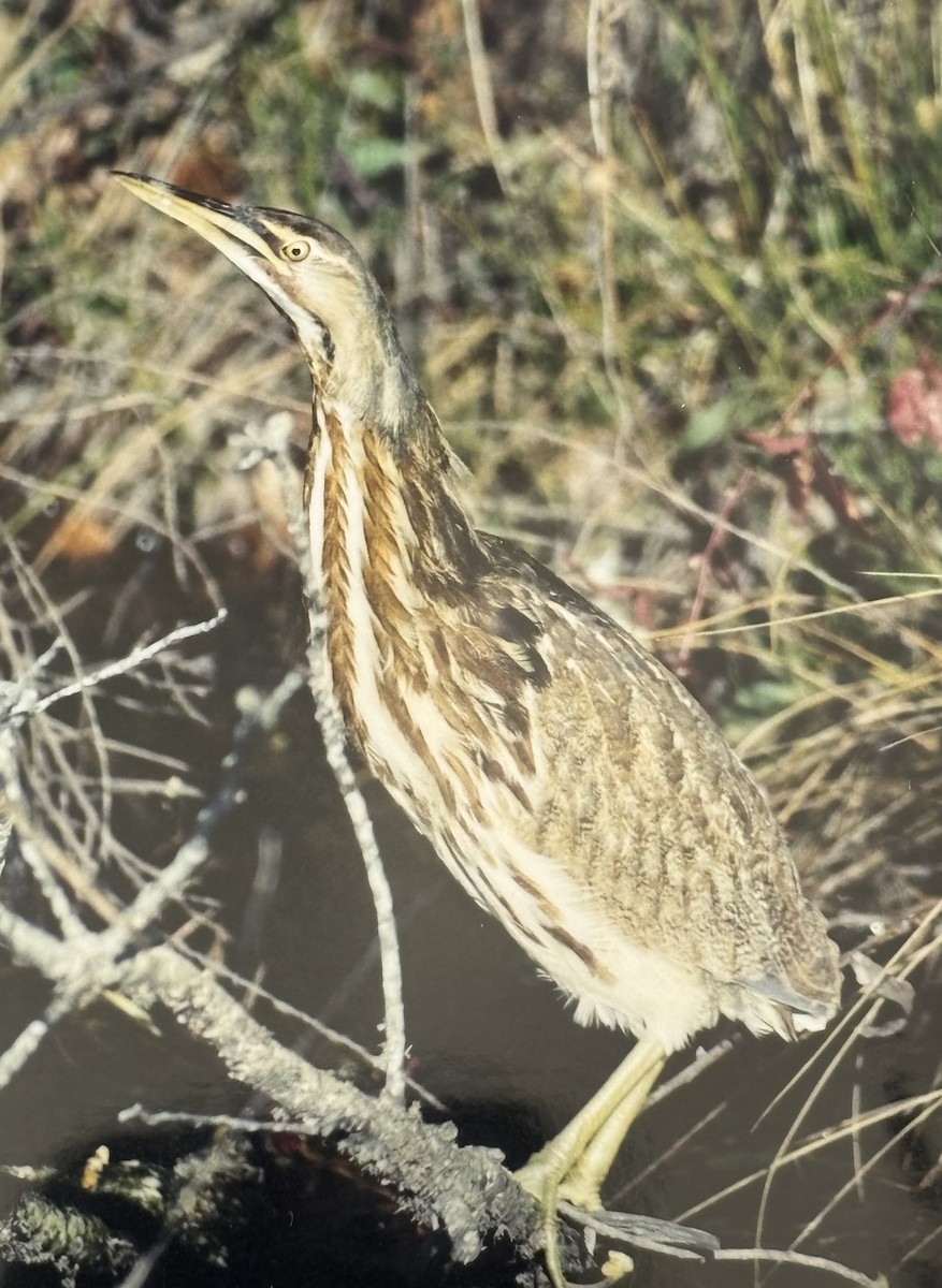 Бугай американський - ML645033984