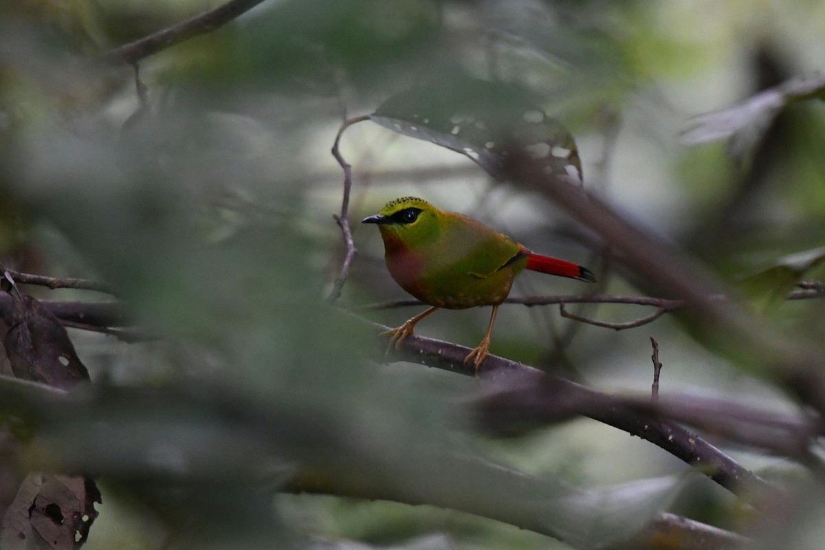 Fire-tailed Myzornis - ML645033985