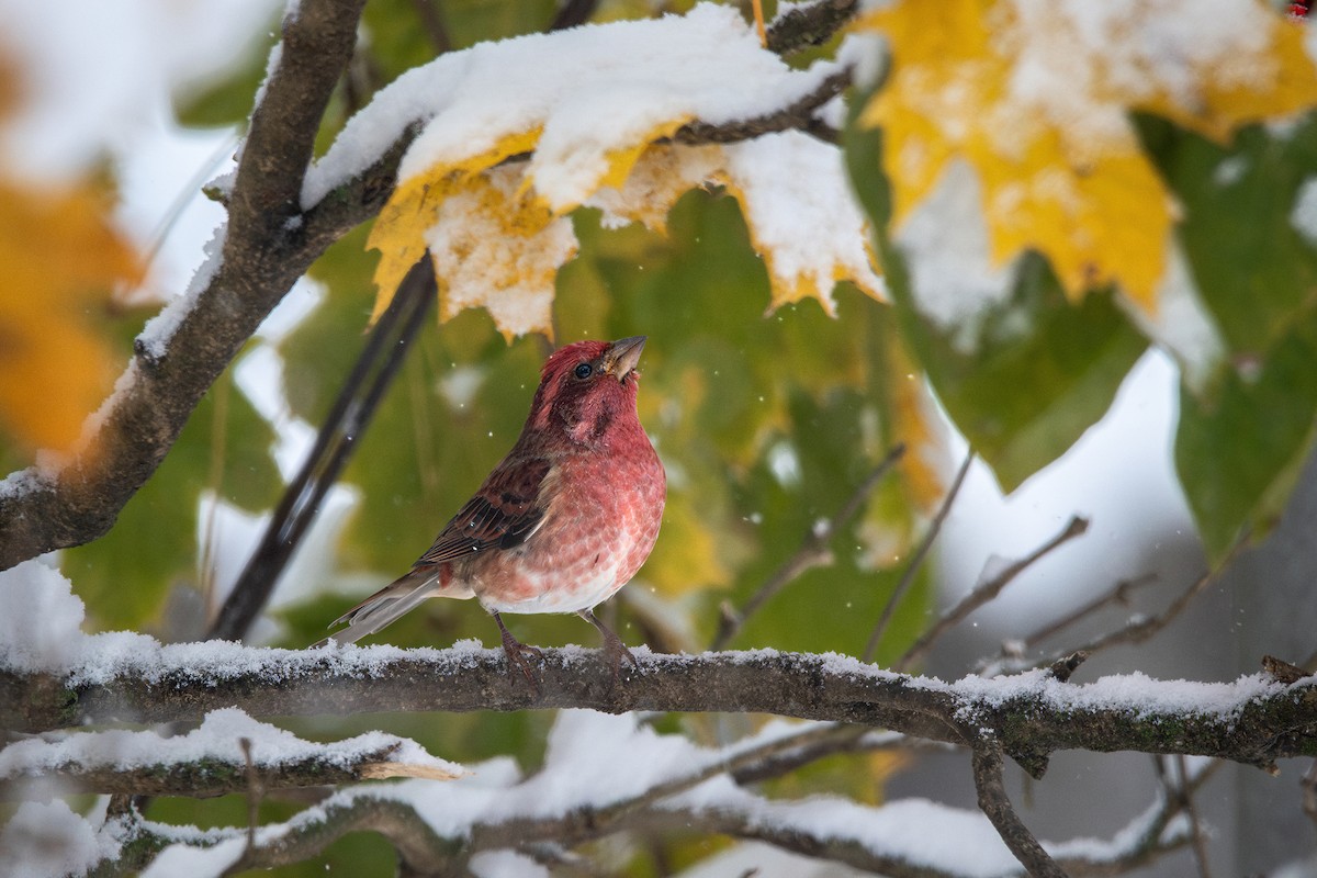 Purple Finch - ML645033988