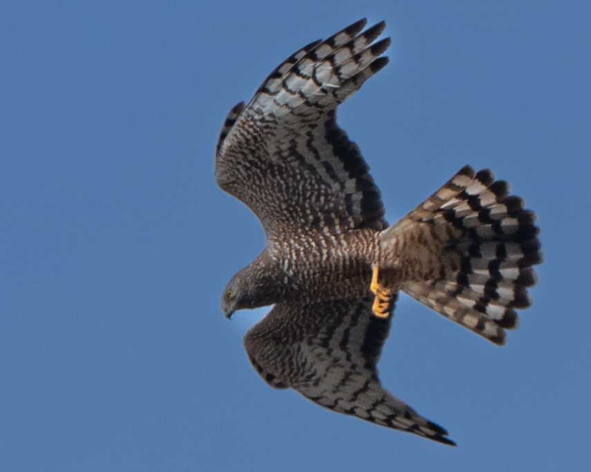 Cinereous Harrier - ML645033992