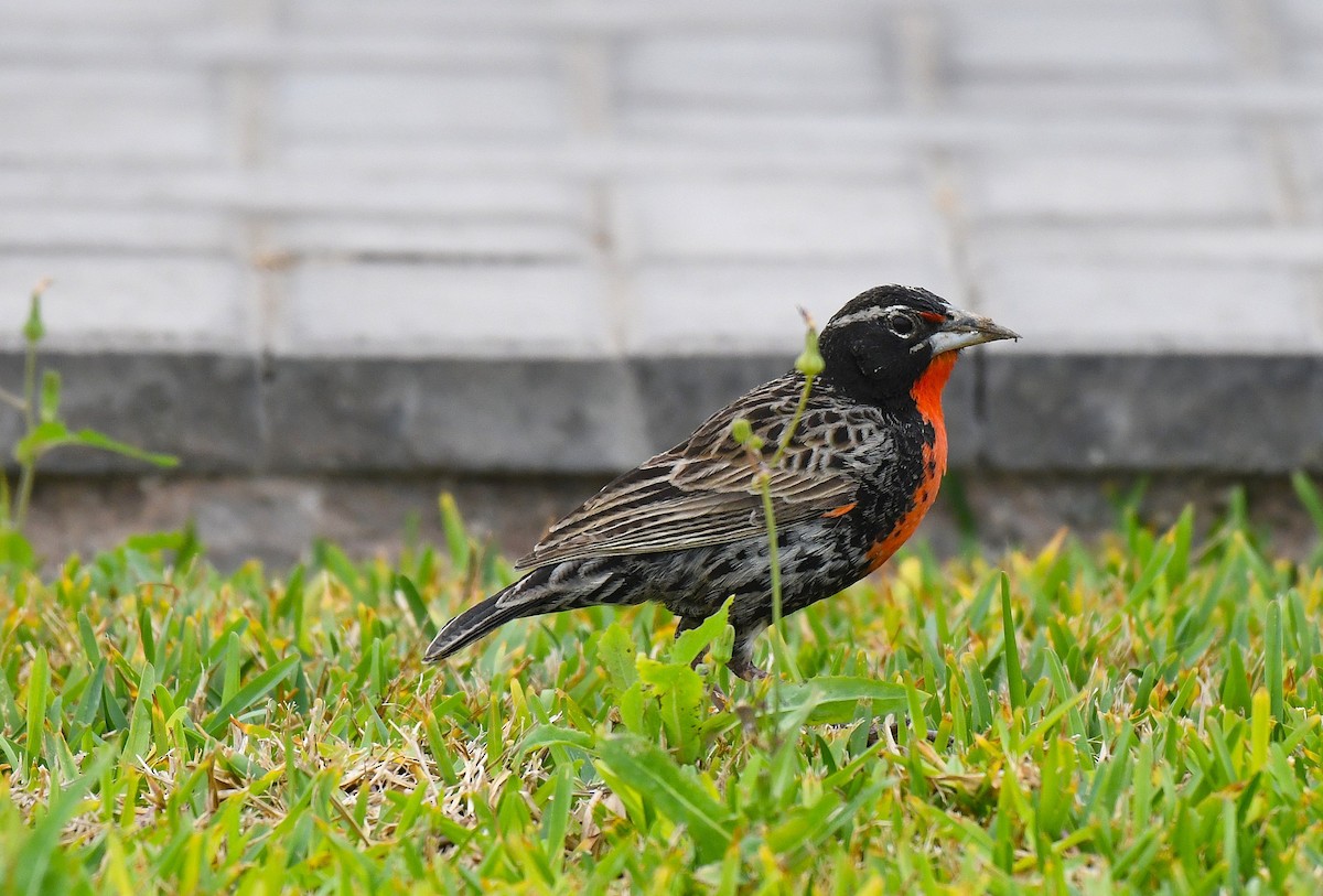 Peruvian Meadowlark - ML645034002