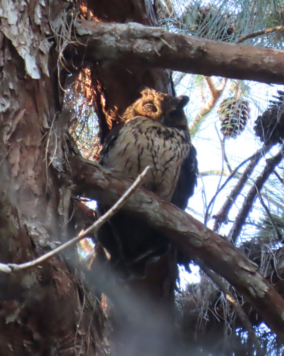 Madagascar Owl - ML645034008