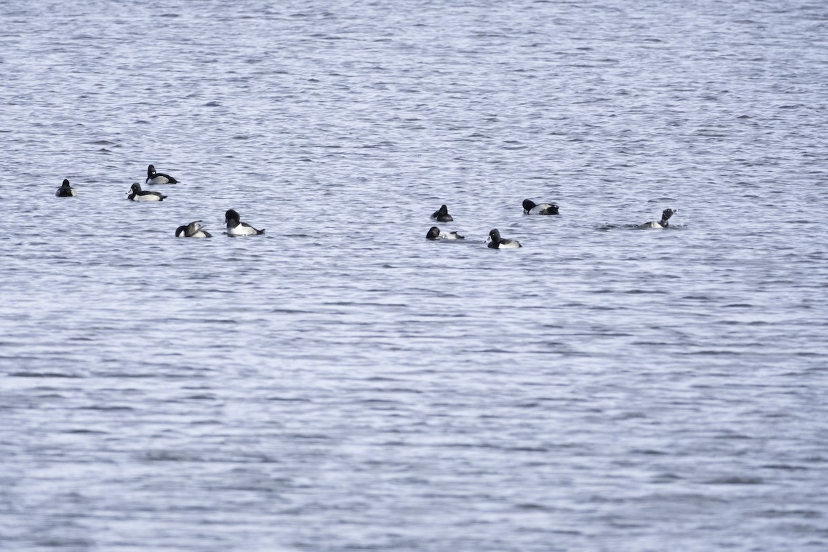 Ring-necked Duck - ML645034009