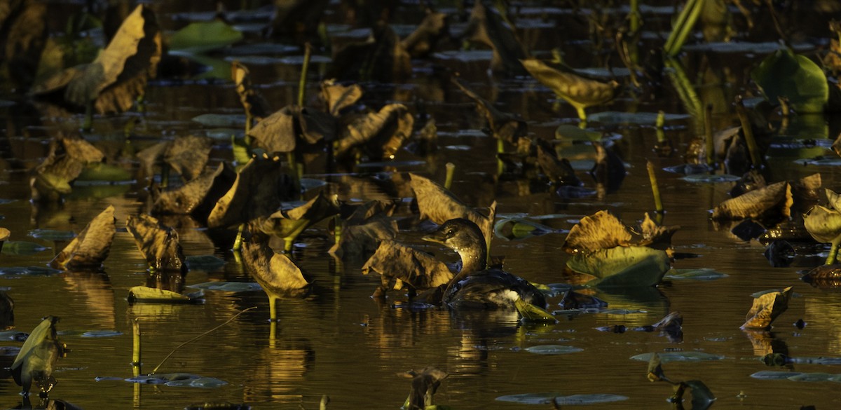 Pied-billed Grebe - ML645034011