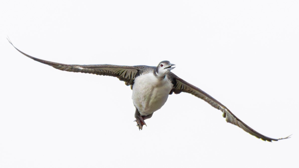 Common Loon - ML645034013