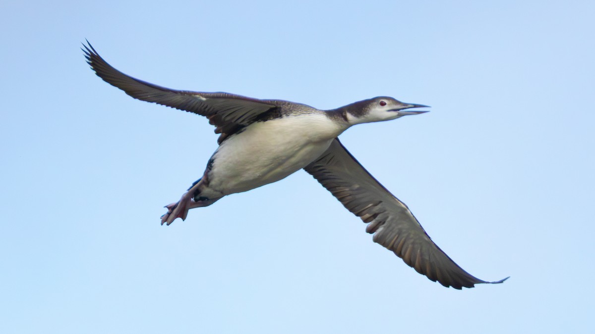 Common Loon - ML645034014