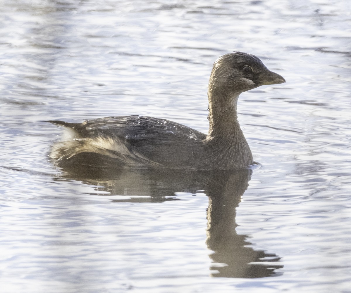 Pied-billed Grebe - ML645034016