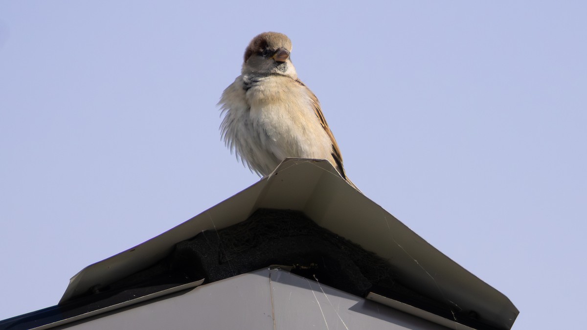 vrabec domácí - ML645034019