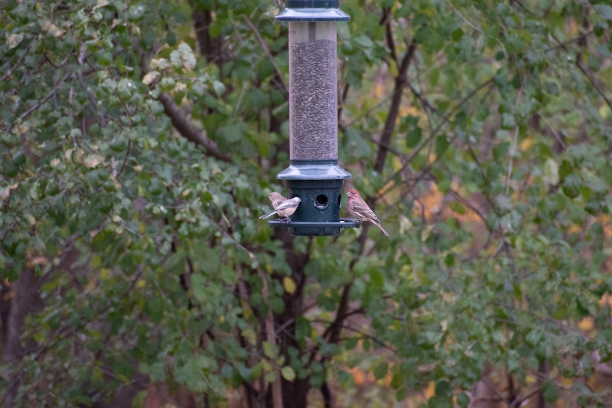 House Finch - ML645034020