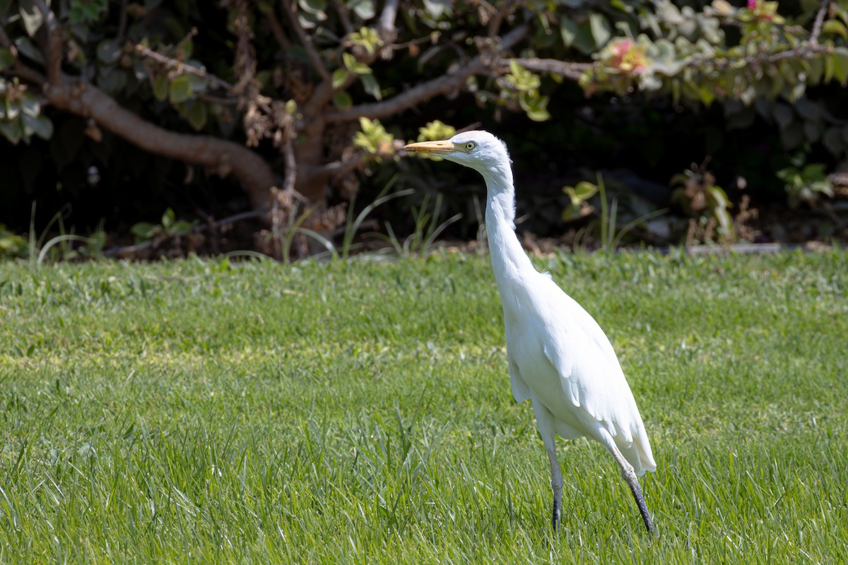 אנפית בקר מערבית - ML645034031
