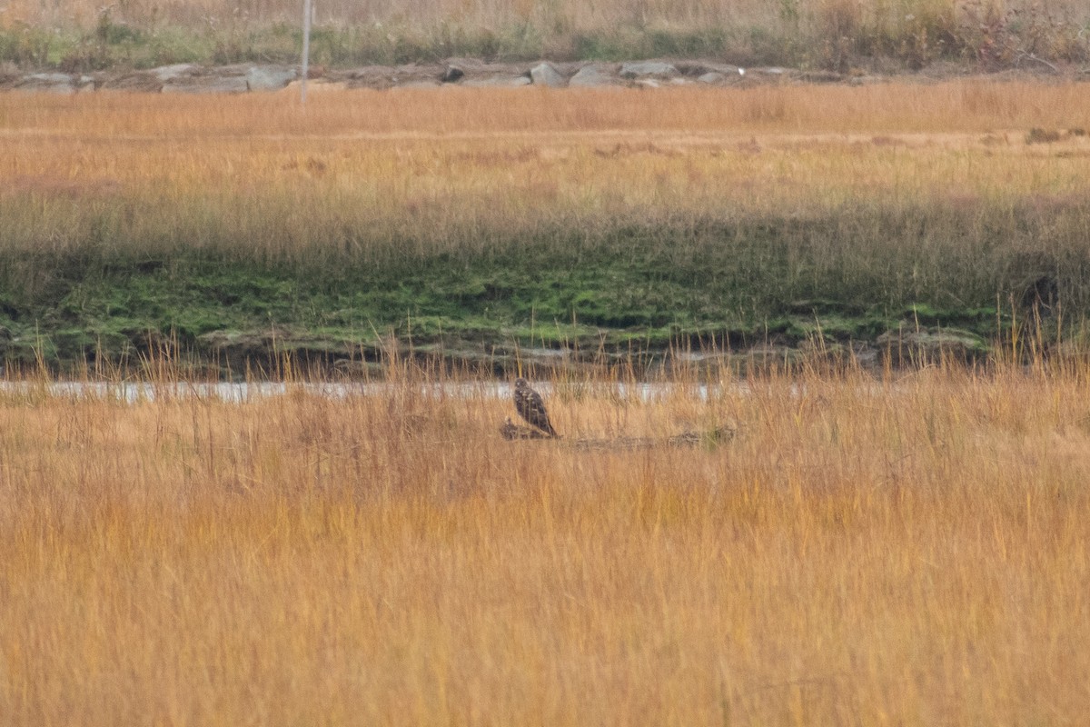 Лунь американський - ML645034035