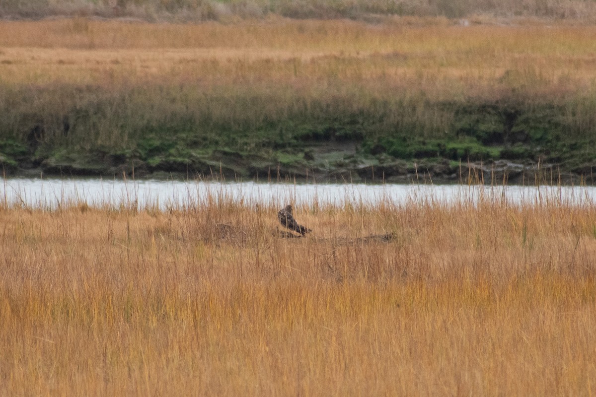 Лунь американський - ML645034039