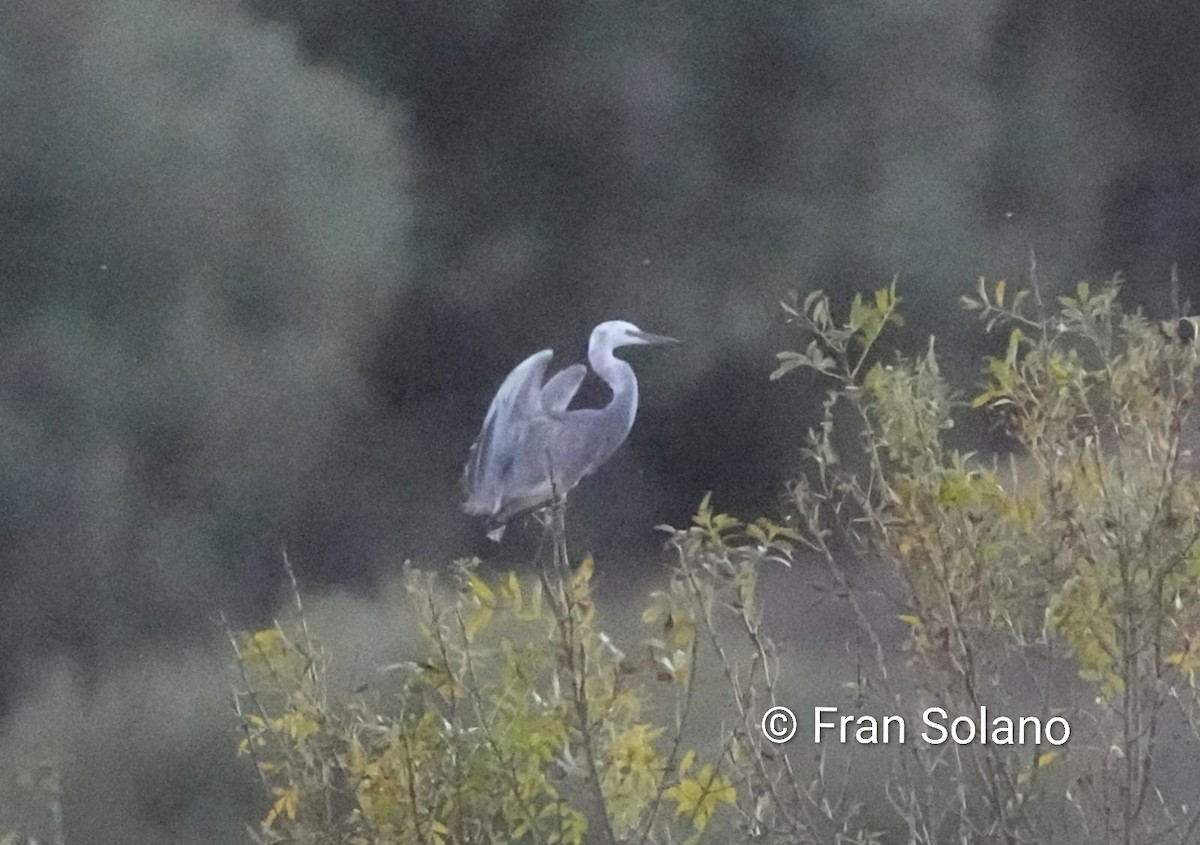 雑種 コサギ ｘ アフリカクロサギ - ML645034056