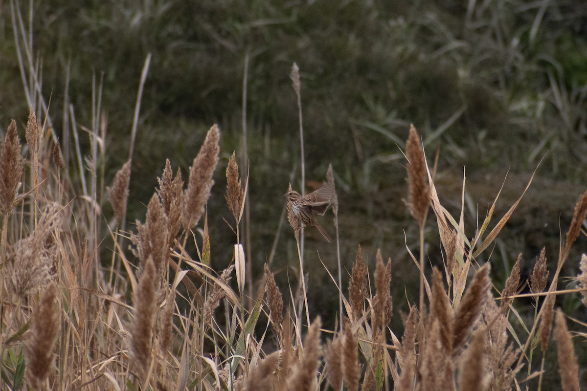 Song Sparrow - ML645034057