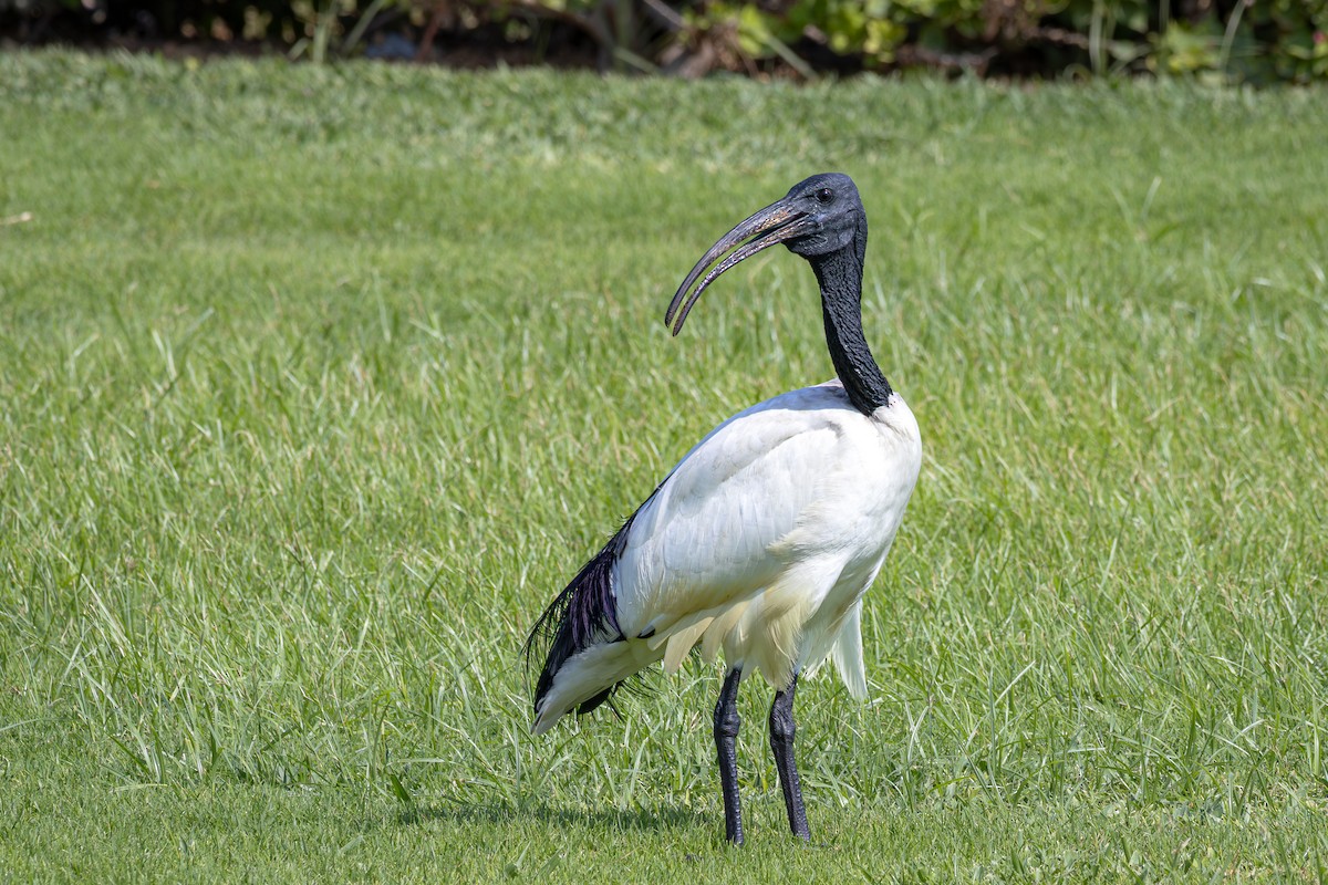 איביס קדוש - ML645034061
