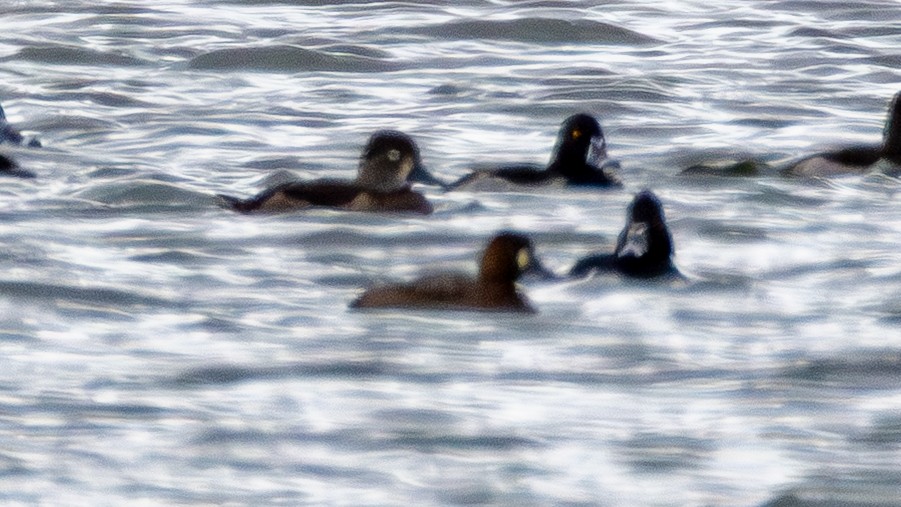 Морская чернеть - ML645034067