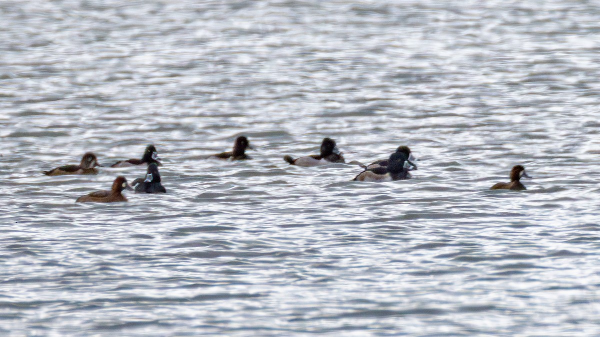 Морская чернеть - ML645034068