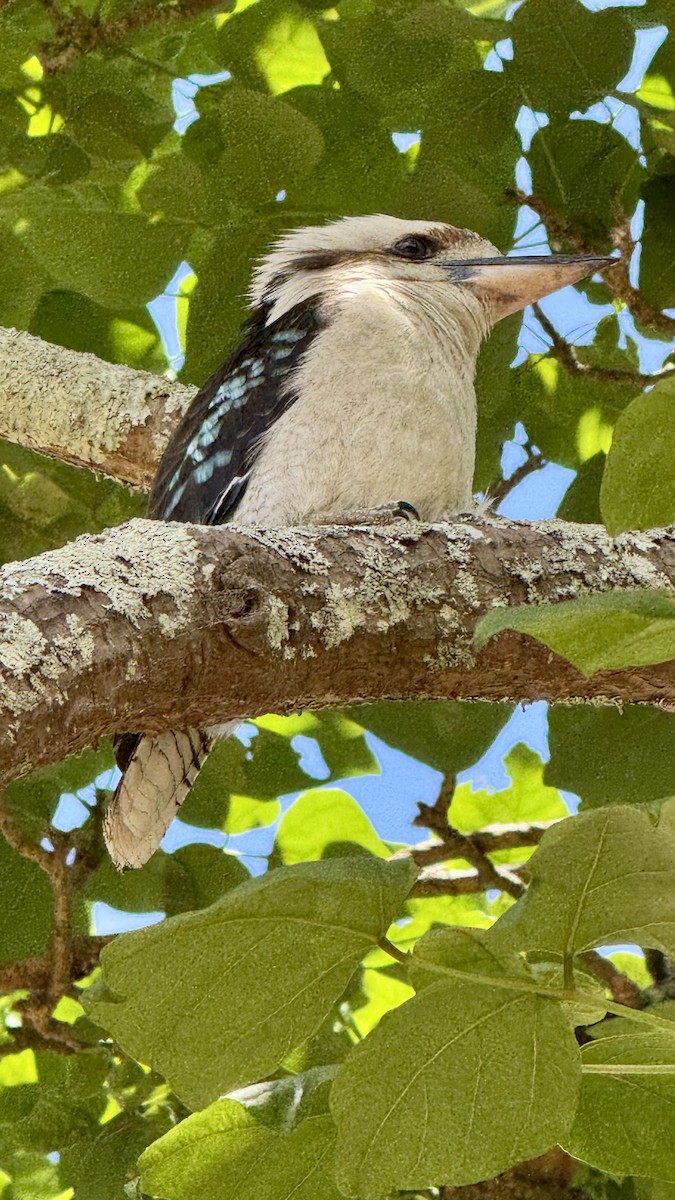 ledňák obrovský - ML645034069